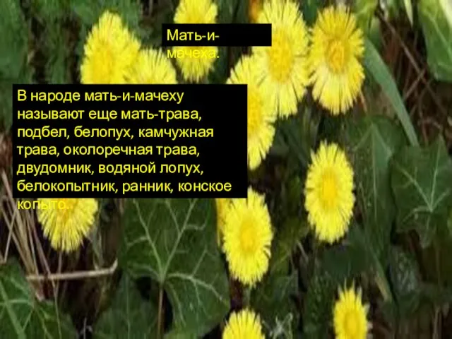 Мать-и-мачеха. В народе мать-и-мачеху называют еще мать-трава, подбел, белопух, камчужная трава,