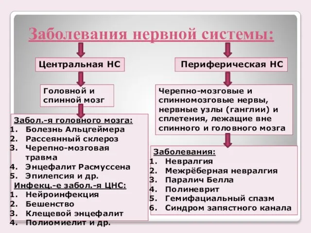 Заболевания нервной системы: Периферическая НС Центральная НС Головной и спинной мозг