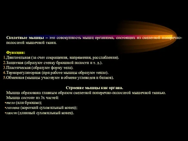 Скелетные мышцы – это совокупность мышц организма, состоящих из скелетной поперечно-полосатой