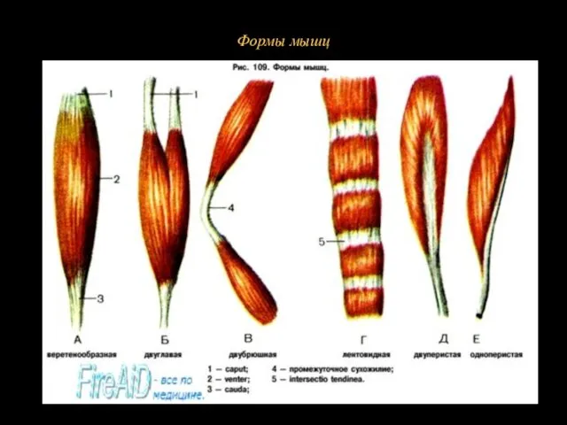 Формы мышц д. В целом мышечные пучки всех порядков объединяются соединительнотканной