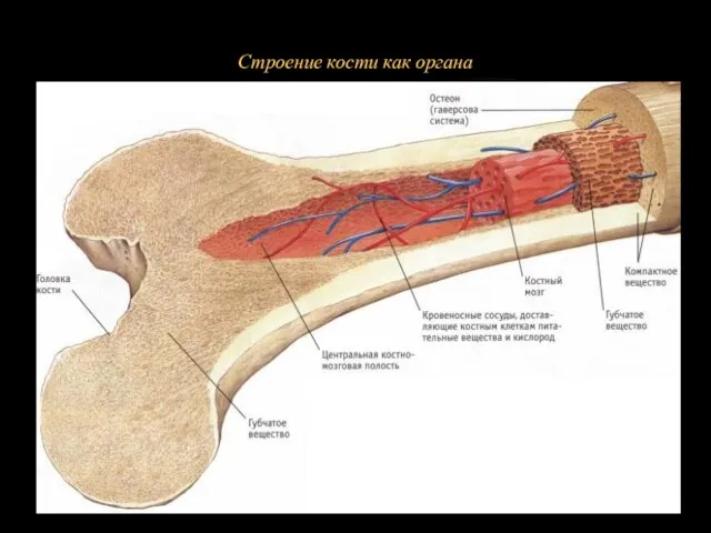 Из остеонов формируются перекладины костного вещества, или балки, которые в свою