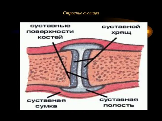 Строение сустава ностей костей и служит питательной средой для суставного хряща.