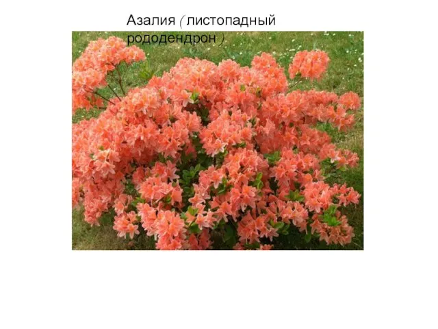 Азалия ( листопадный рододендрон )