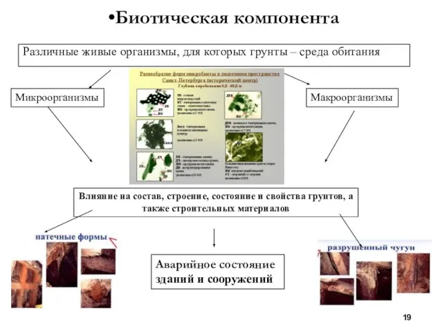 Биотическая компонента Различные живые организмы, для которых грунты – среда обитания