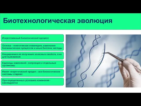 Биотехнологическая эволюция Искусственный биологический процесс Основа – генетическая инженерия, изменения биохимических