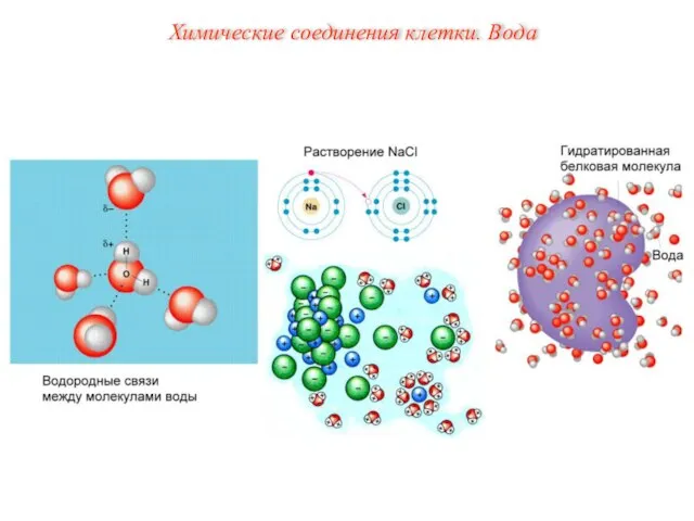 Химические соединения клетки. Вода