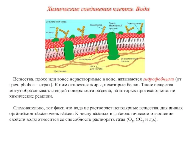 Вещества, плохо или вовсе нерастворимые в воде, называются гидрофобными (от греч.