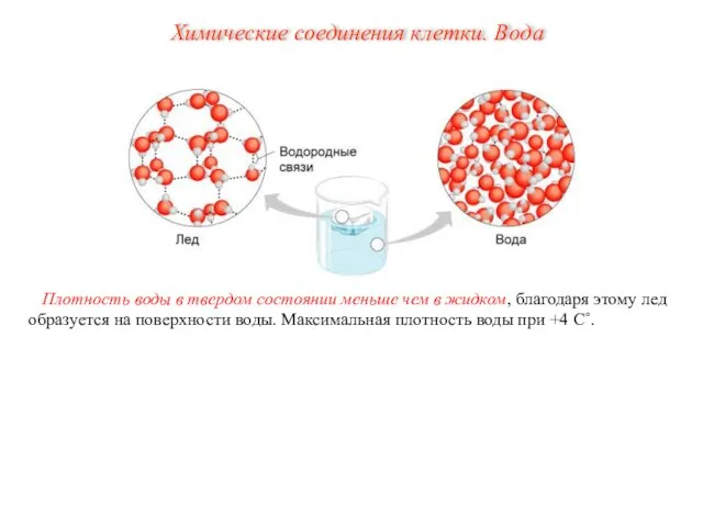 Плотность воды в твердом состоянии меньше чем в жидком, благодаря этому