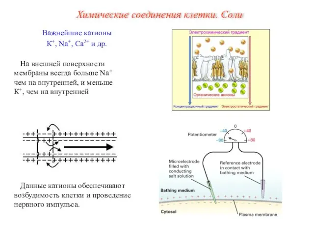 Важнейшие катионы К+, Na+, Ca2+ и др. Данные катионы обеспечивают возбудимость