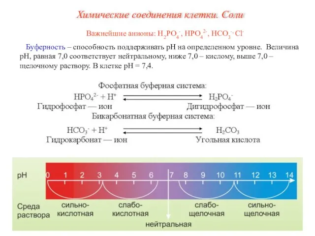 Важнейшие анионы: Н2РО4-, НРО42-, НСО3-, Сl- Буферность – способность поддерживать рН