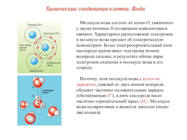 Молекула воды состоит из атома О, связанного с двумя атомами Н