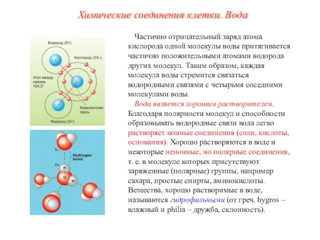 Частично отрицательный заряд атома кислорода одной молекулы воды притягивается частично положительными