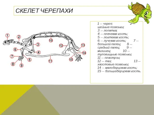 СКЕЛЕТ ЧЕРЕПАХИ 1 — череп; 2 — шейные позвонки; 3 —