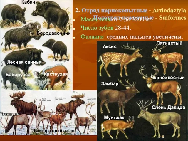 2. Отряд парнокопытные - Artiodactyla Подотряд нежвачные - Suiformes Масса тела