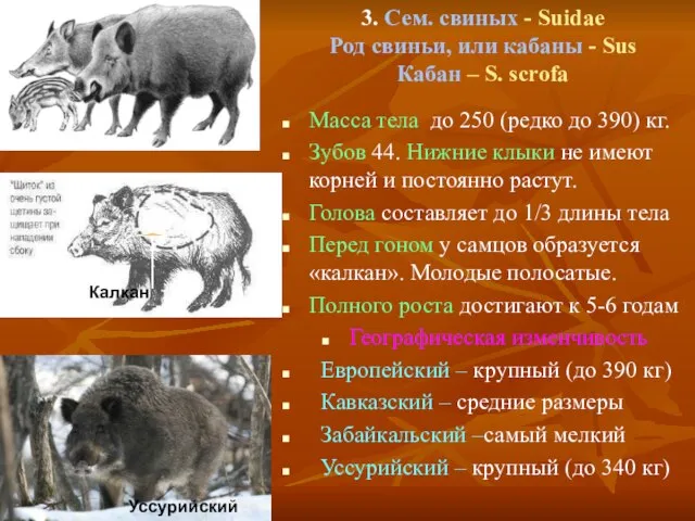 3. Сем. свиных - Suidae Род свиньи, или кабаны - Sus