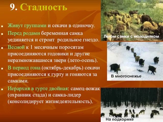 9. Стадность Живут группами и секачи в одиночку. Перед родами беременная