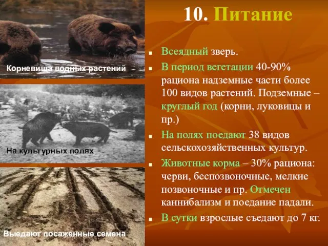 10. Питание Всеядный зверь. В период вегетации 40-90% рациона надземные части