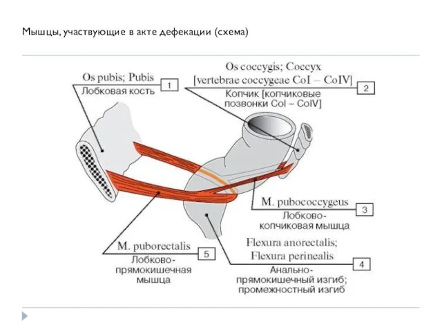 Мышцы, участвующие в акте дефекации (схема)