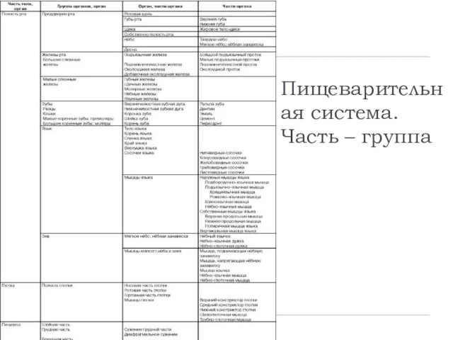 Пищеварительная система. Часть – группа