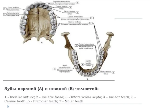 Зубы верхней (А) и нижней (Б) челюстей: 1 - Incisive suture;