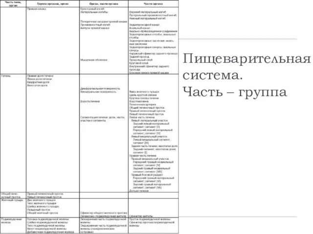 Пищеварительная система. Часть – группа