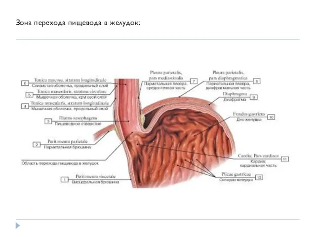 Зона перехода пищевода в желудок: