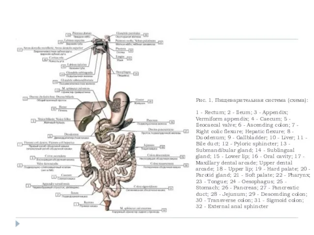 Рис. 1. Пищеварительная система (схема): 1 - Rectum; 2 - Ileum;