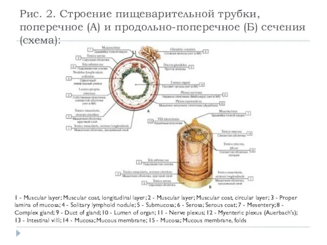 Рис. 2. Строение пищеварительной трубки, поперечное (А) и продольно-поперечное (Б) сечения