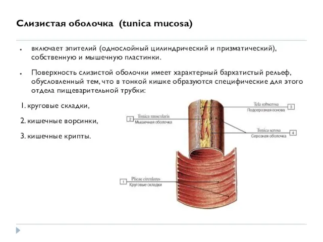 Слизистая оболочка (tuniса mucosa) включает эпителий (однослойный цилиндрический и призматический), собственную