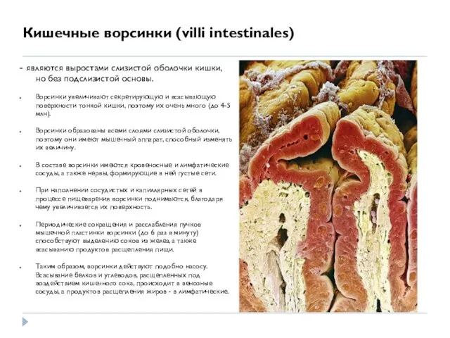 Кишечные ворсинки (villi intestinales) - являются выростами слизистой оболочки кишки, но