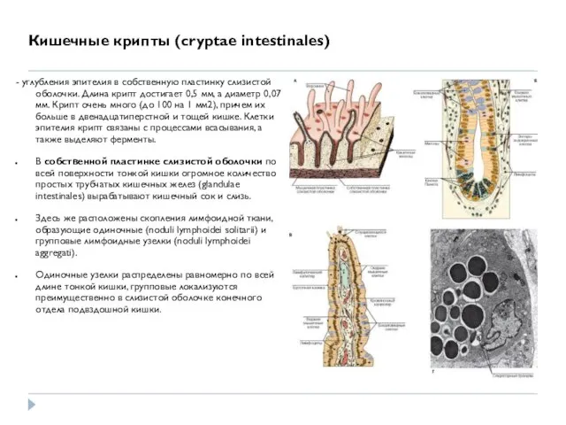 Кишечные крипты (cryptae intestinales) - углубления эпителия в собственную пластинку слизистой