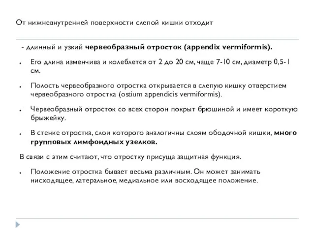 От нижневнутренней поверхности слепой кишки отходит - длинный и узкий червеобразный