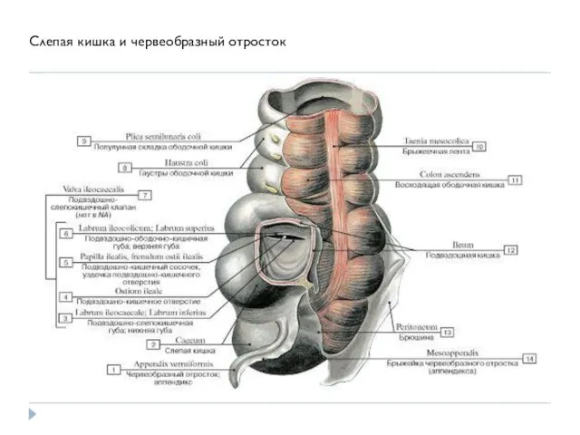 Слепая кишка и червеобразный отросток