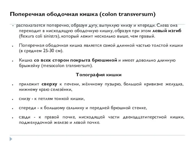 Поперечная ободочная кишка (colon transversum) - располагается поперечно, образуя дугу, выпуклую