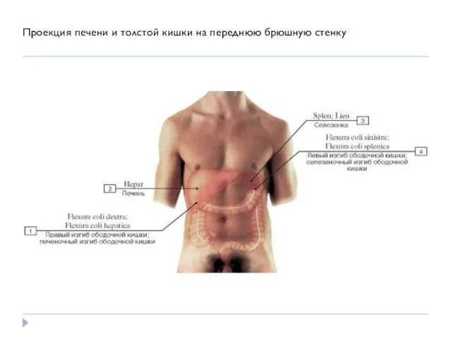 Проекция печени и толстой кишки на переднюю брюшную стенку