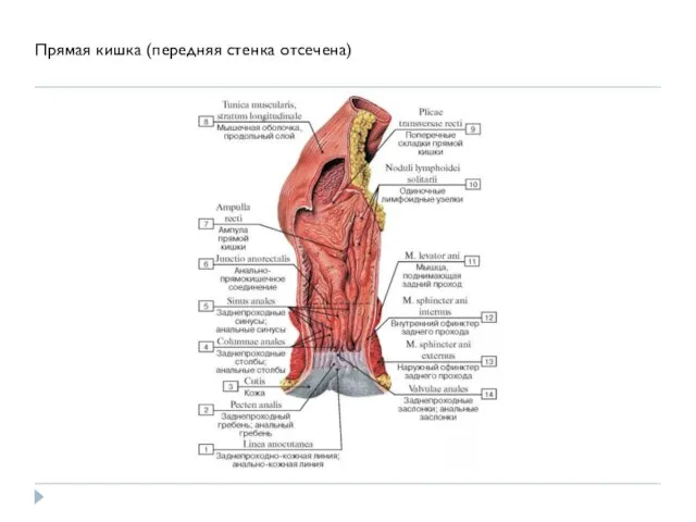 Прямая кишка (передняя стенка отсечена)