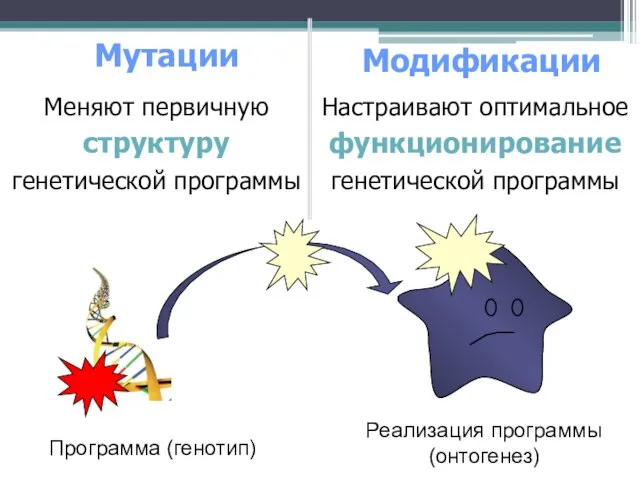 Меняют первичную структуру генетической программы Мутации Модификации Программа (генотип) Реализация программы