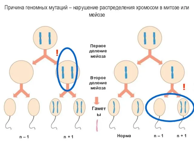 Причина геномных мутаций – нарушение распределения хромосом в митозе или мейозе