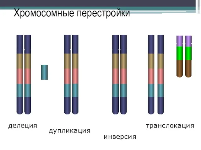 делеция дупликация инверсия транслокация Хромосомные перестройки