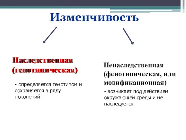 Изменчивость Наследственная (генотипическая) Ненаследственная (фенотипическая, или модификационная) Наследственная (генотипическая) - возникает