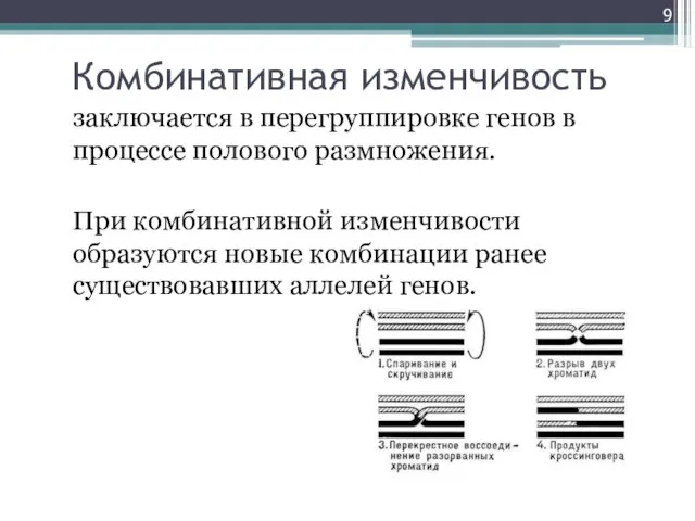 Комбинативная изменчивость заключается в перегруппировке генов в процессе полового размножения. При