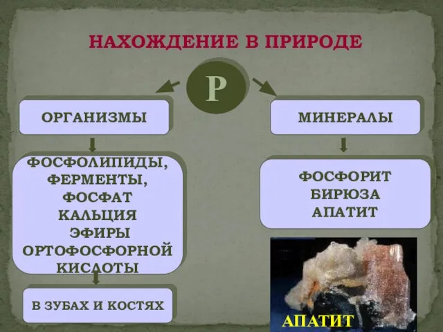 Р ОРГАНИЗМЫ МИНЕРАЛЫ ФОСФОЛИПИДЫ, ФЕРМЕНТЫ, ФОСФАТ КАЛЬЦИЯ ЭФИРЫ ОРТОФОСФОРНОЙ КИСЛОТЫ В