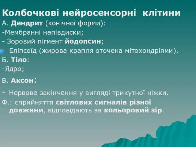 Колбочкові нейросенсорні клітини А. Дендрит (конічної форми): -Мембранні напівдиски; - Зоровий