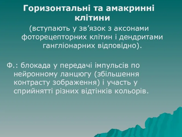 Горизонтальні та амакринні клітини (вступають у зв’язок з аксонами фоторецепторних клітин