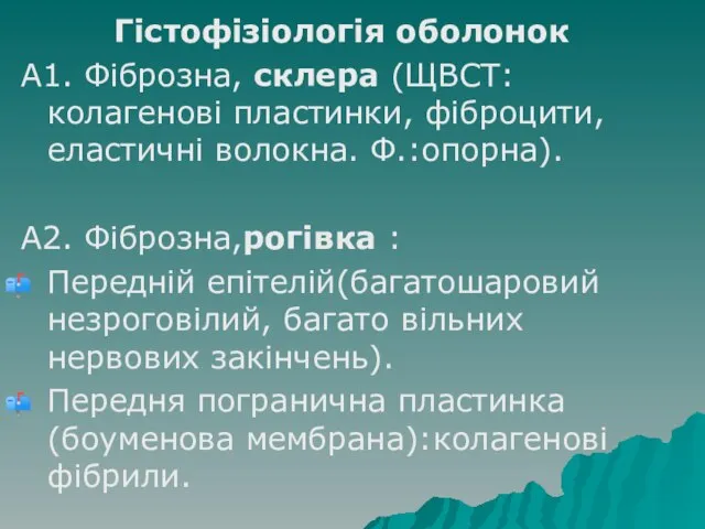 Гістофізіологія оболонок А1. Фіброзна, склера (ЩВСТ: колагенові пластинки, фіброцити, еластичні волокна.