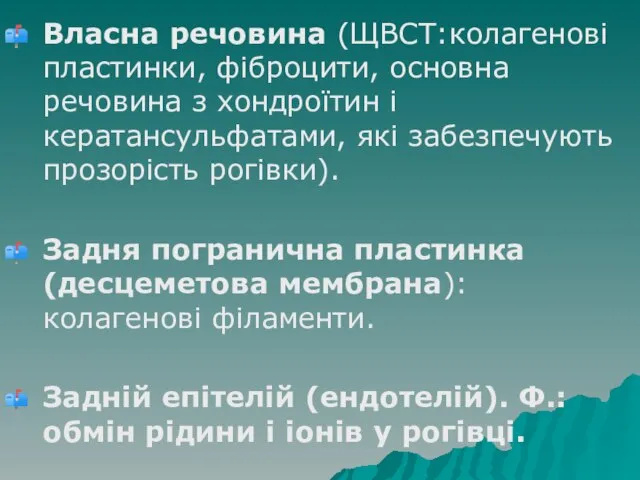 Власна речовина (ЩВСТ:колагенові пластинки, фіброцити, основна речовина з хондроїтин і кератансульфатами,