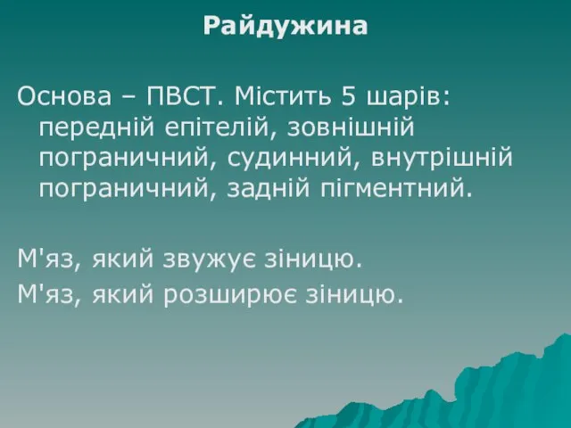 Райдужина Основа – ПВСТ. Містить 5 шарів: передній епітелій, зовнішній пограничний,