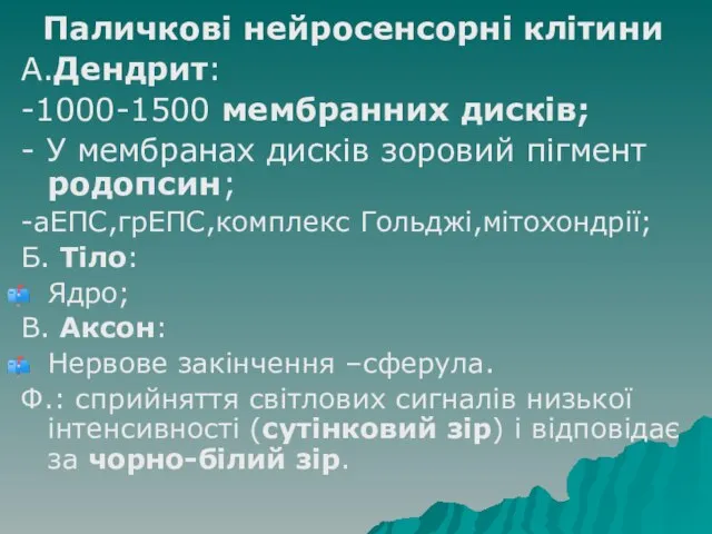 Паличкові нейросенсорні клітини А.Дендрит: -1000-1500 мембранних дисків; - У мембранах дисків