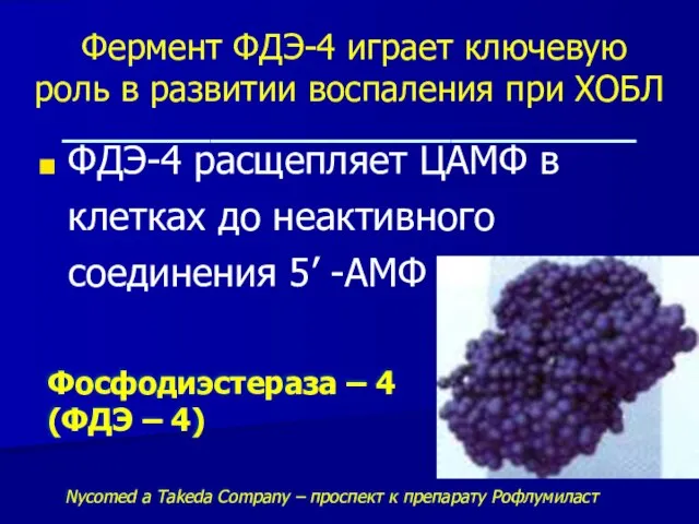 Фермент ФДЭ-4 играет ключевую роль в развитии воспаления при ХОБЛ _______________________________