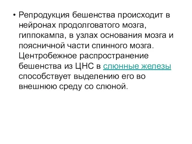 Репродукция бешенства происходит в нейронах продолговатого мозга, гиппокампа, в узлах основания